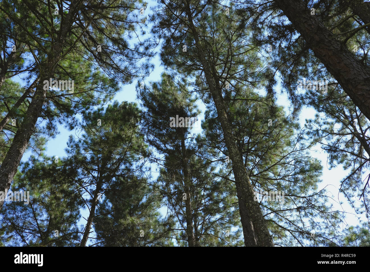 pine tree trunk in coniferous forest woodland Stock Photo - Alamy