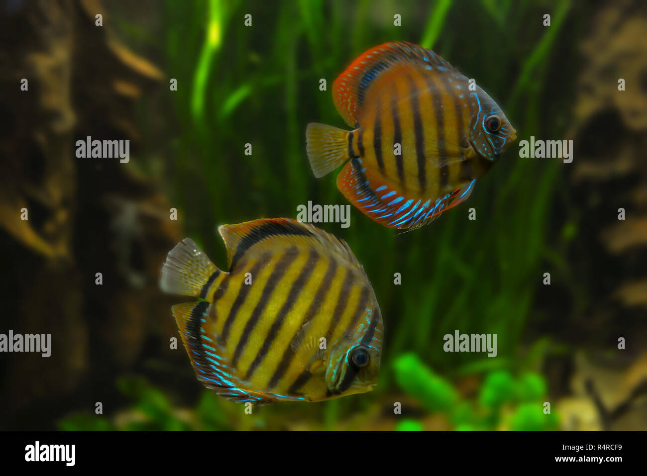 colorful discus fish Stock Photo
