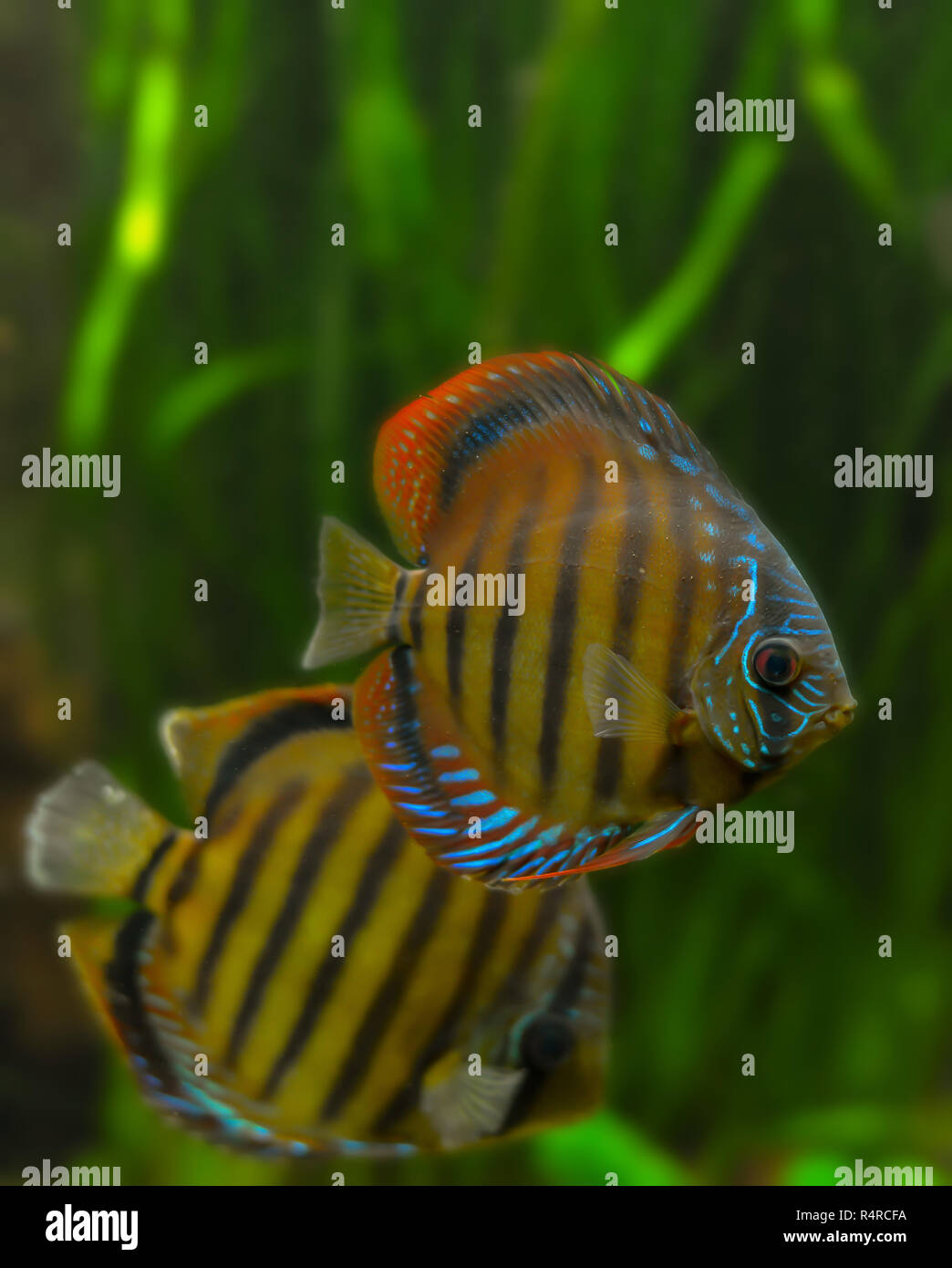 colorful discus fish Stock Photo