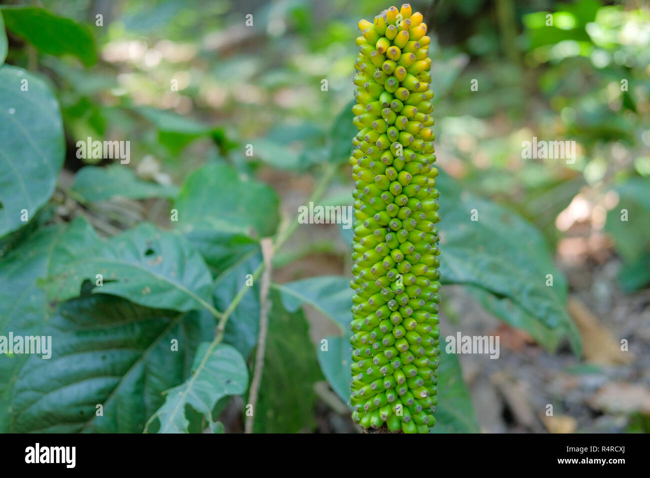 elephant foot yam growing in tropical forest. Stock Photo