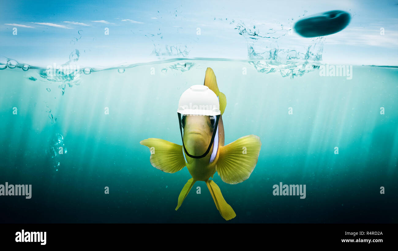 fish protects himself with a helmet in front of a bouncing stone Stock