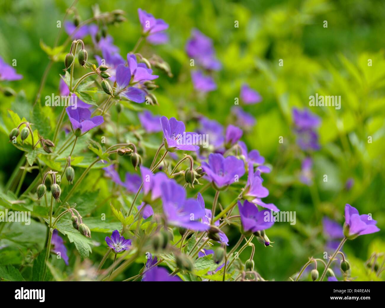 Woodland geranium Geranium sylvaticum flowering Stock Photo