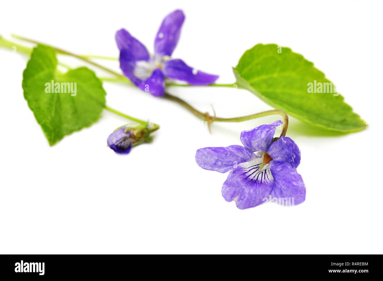 Heath dog-violet Viola canina isolated on white background Stock Photo