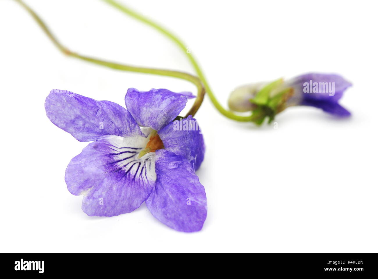 Heath dog-violet Viola canina isolated on white background Stock Photo