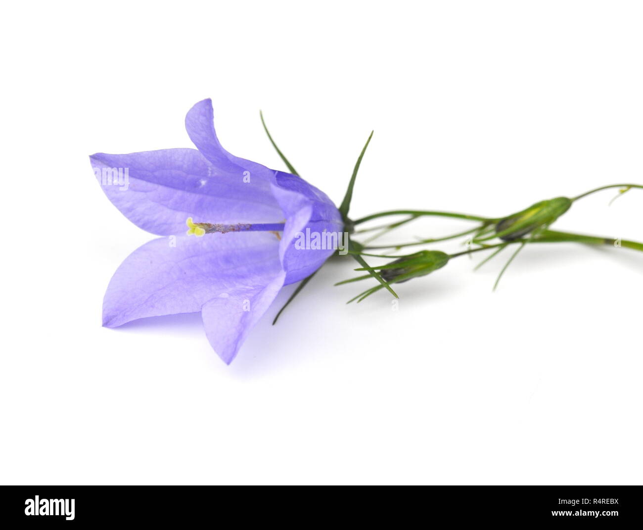Bluebell flower on white background Stock Photo