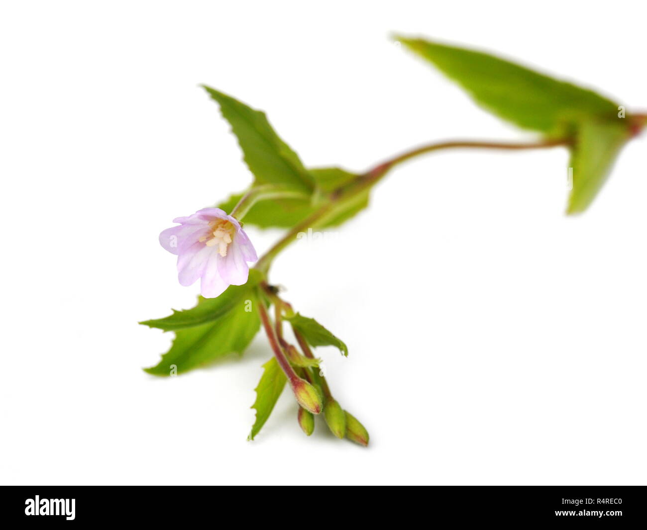 Broad-leaved willowherb on white background Stock Photo