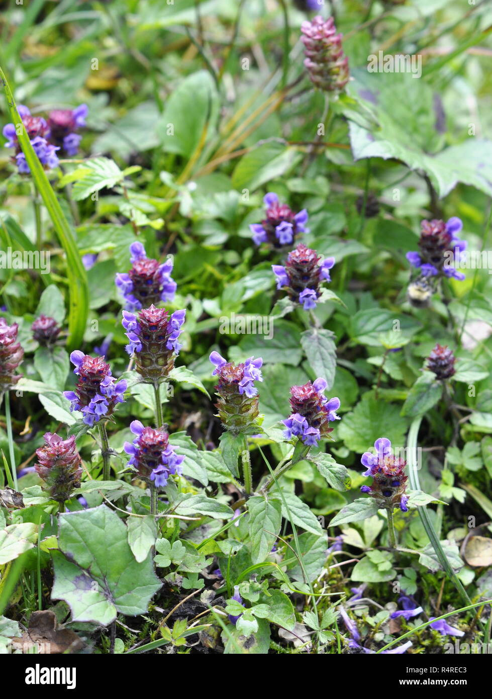 Common self-heal plant Prunella vulgaris flowering Stock Photo