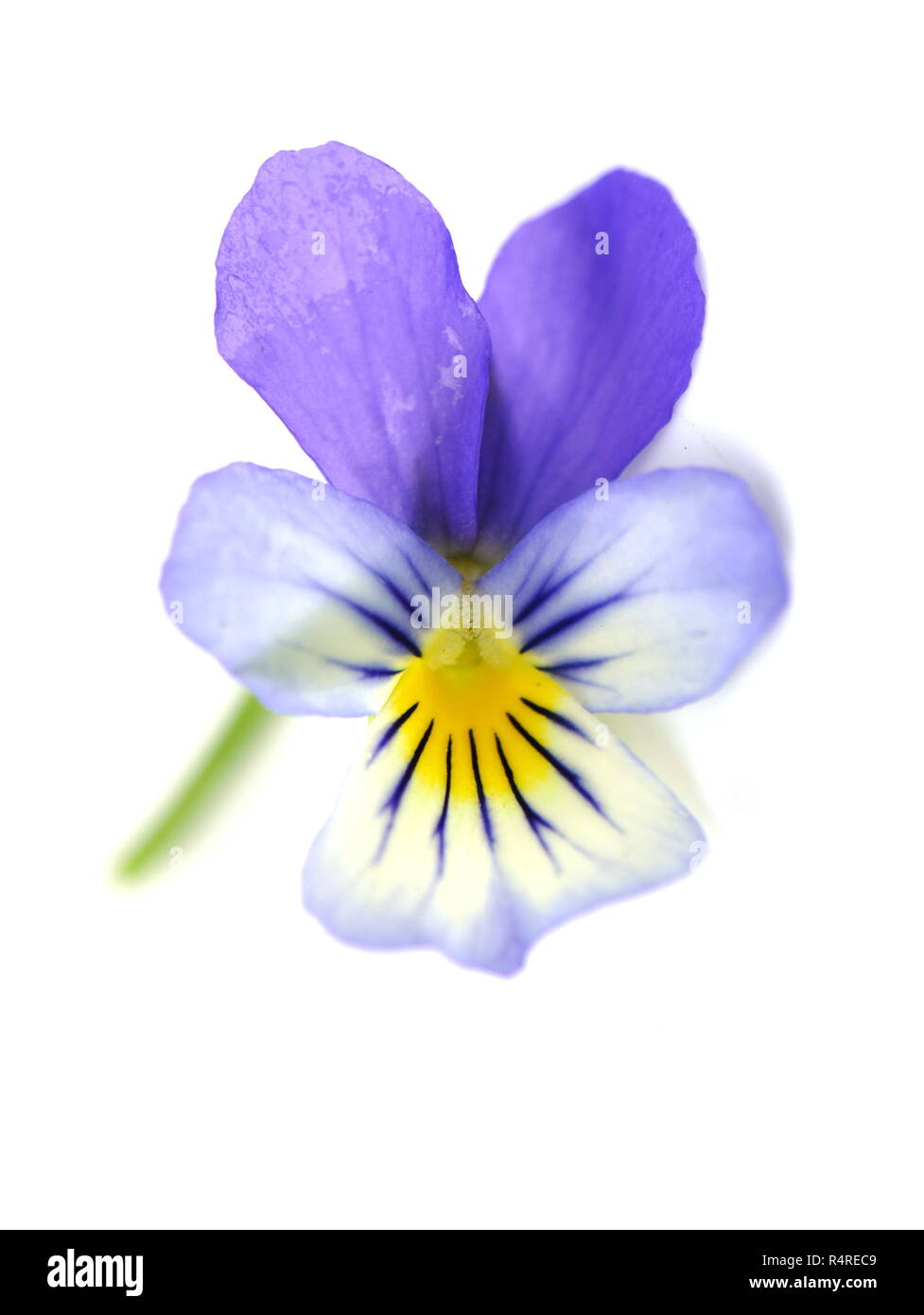 Wild pansy flower Viola tricolor isolated on white background Stock Photo