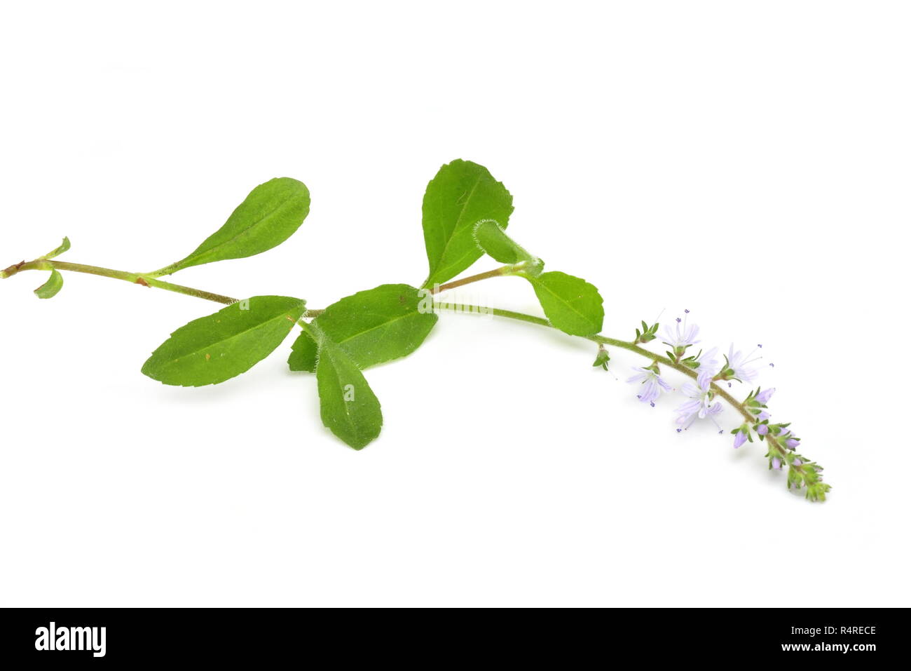 Veronica officinalis isolated on white background Stock Photo