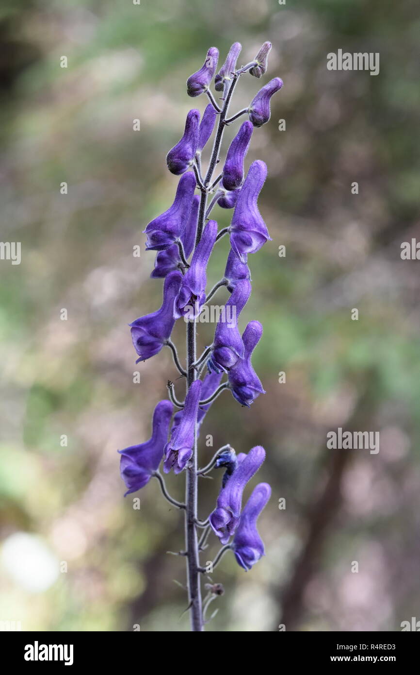 Purple flowers of the the highly poisonous plant Aconitum lycoctonum northern wolfsbane Stock Photo