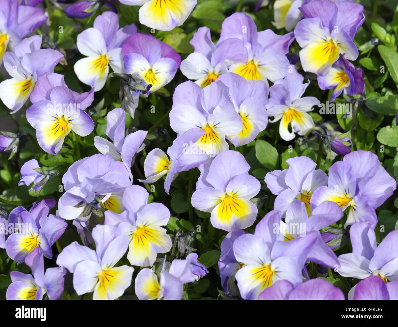 Flowering blue and white pansies Viola tricolor Stock Photo