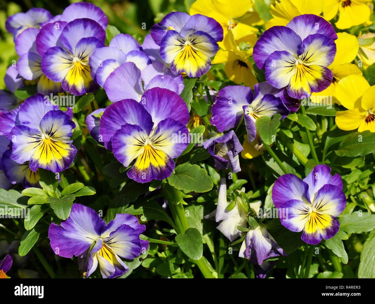 Flowering blue and white pansies Viola tricolor Stock Photo