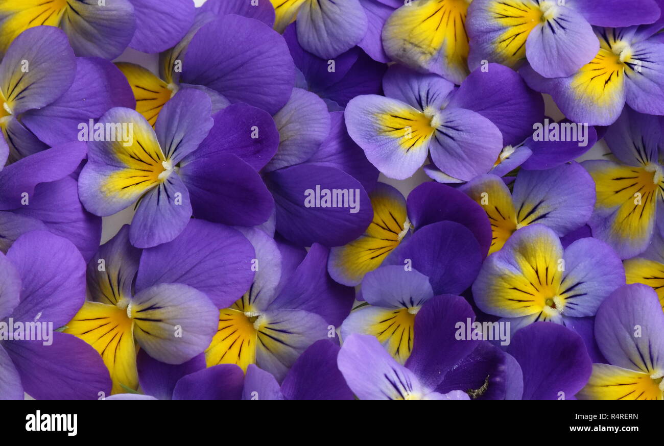 Closeup on group of Viola tricolor flowers blue and yellow Stock Photo
