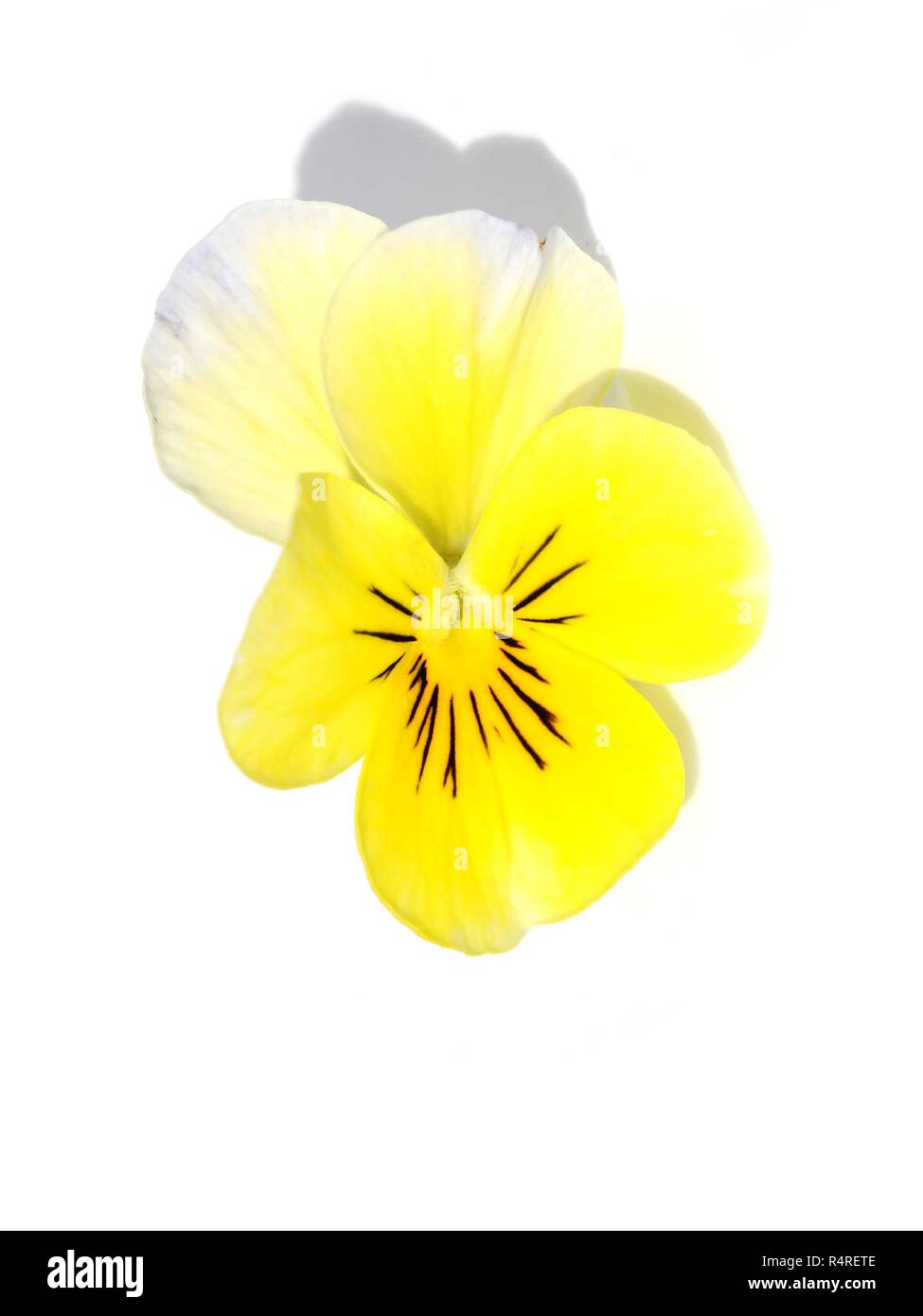 One single yellow pansy hi res stock photography and images Alamy