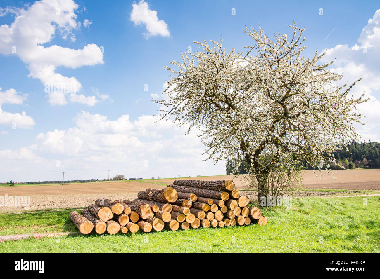 Meadow with a flowering fruit tree Stock Photo - Alamy