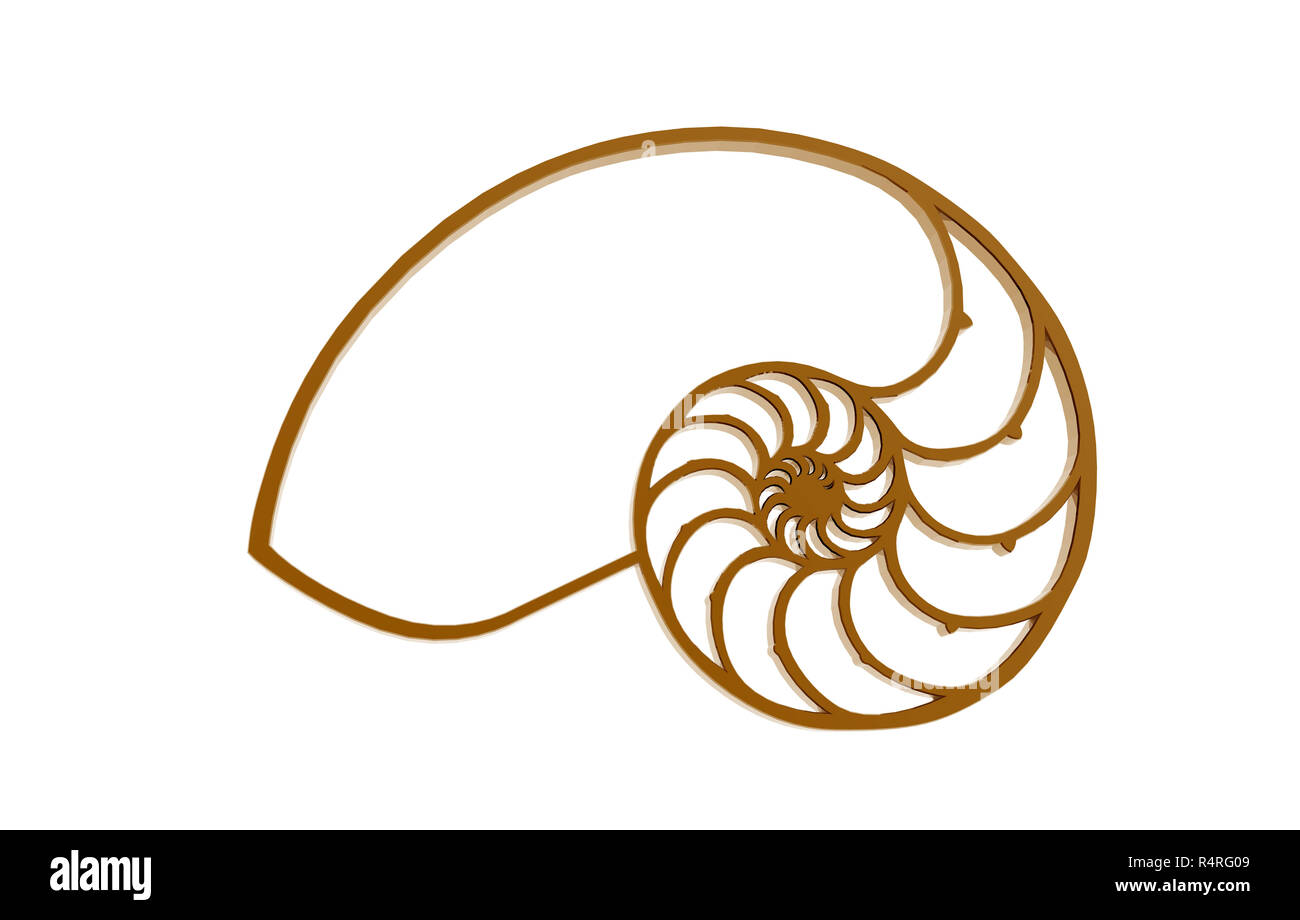 fossil nautilus released Stock Photo - Alamy