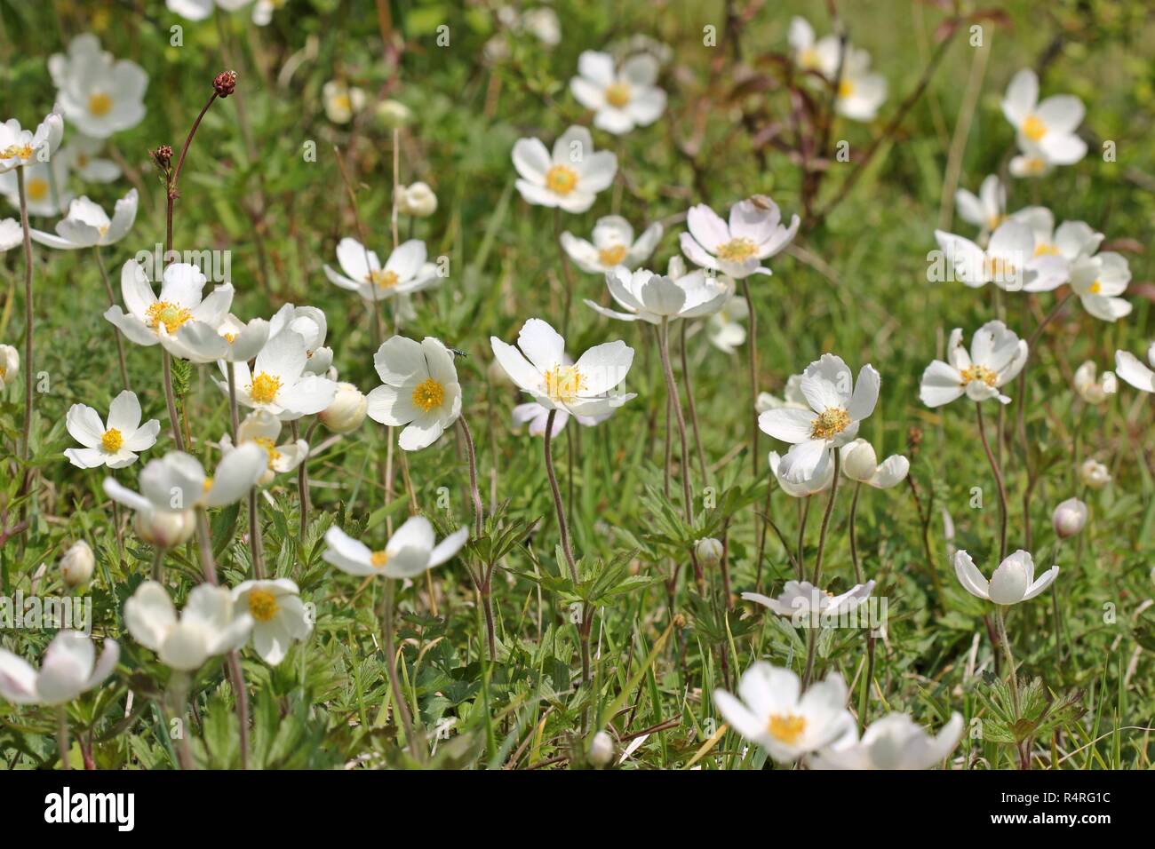 great anemone (anemone sylvestris) Stock Photo