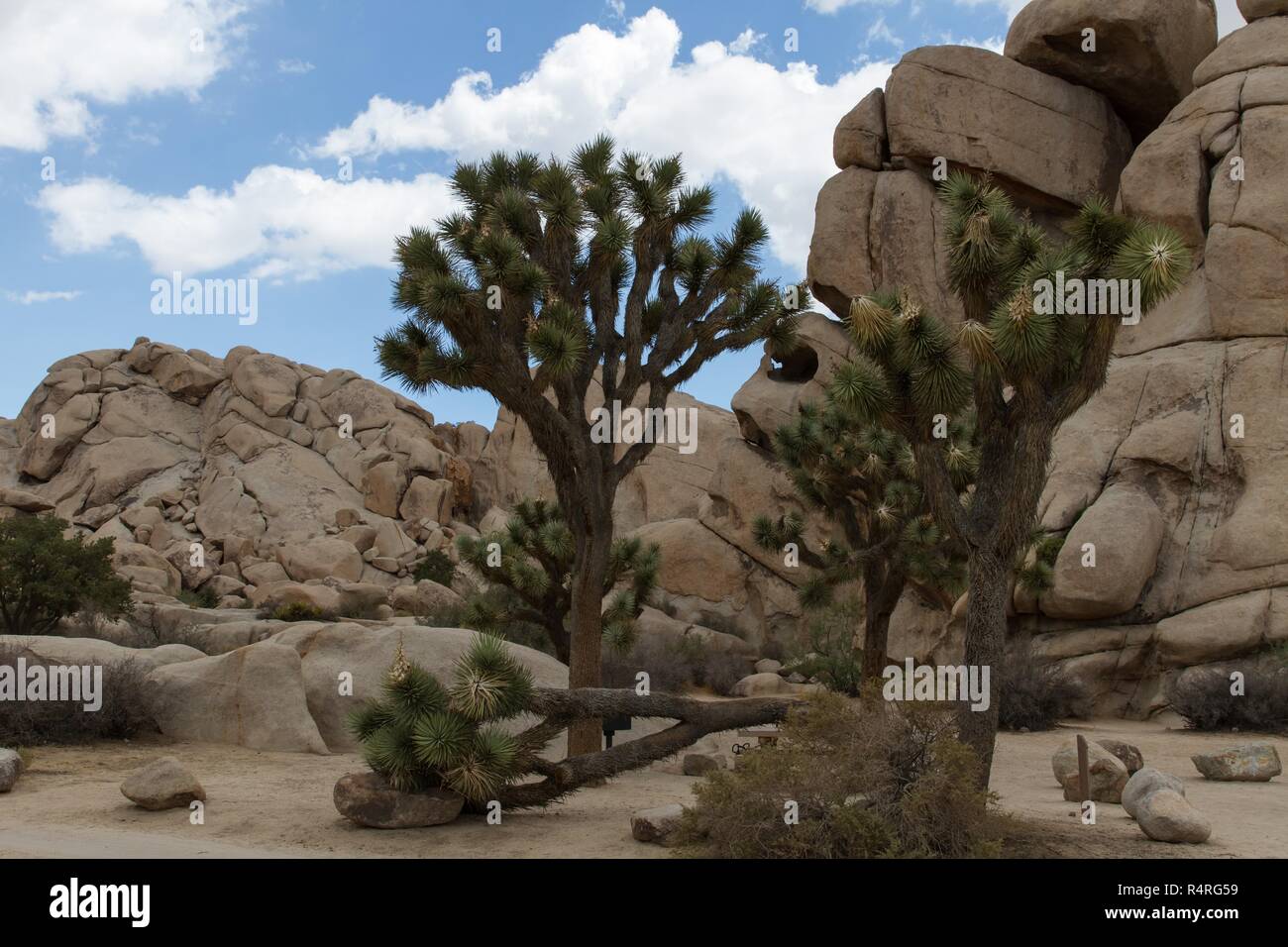 Joshua Tree NP 22 Stock Photo