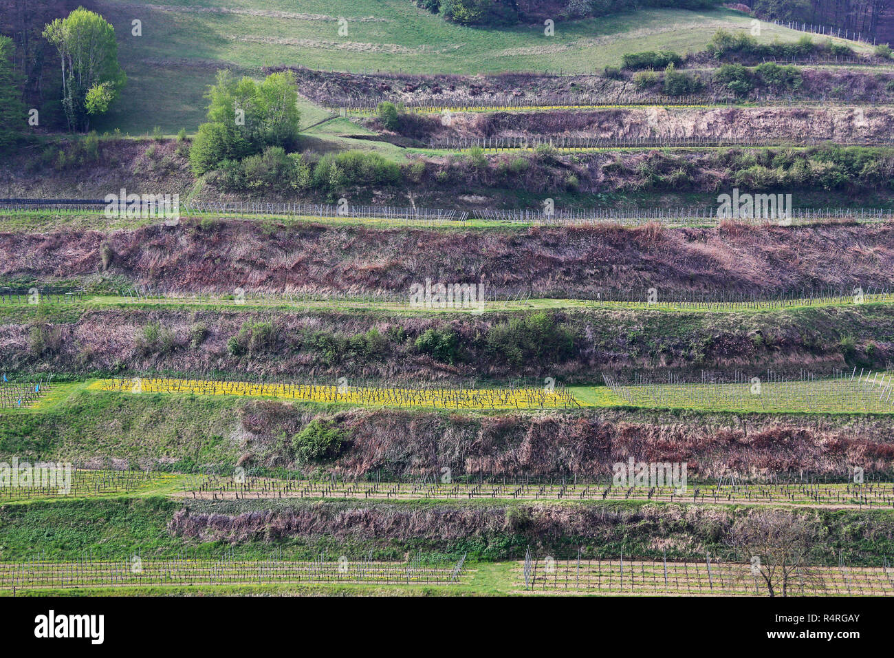 terraced vineyard near oberbergen in the kaiserstuhl Stock Photo