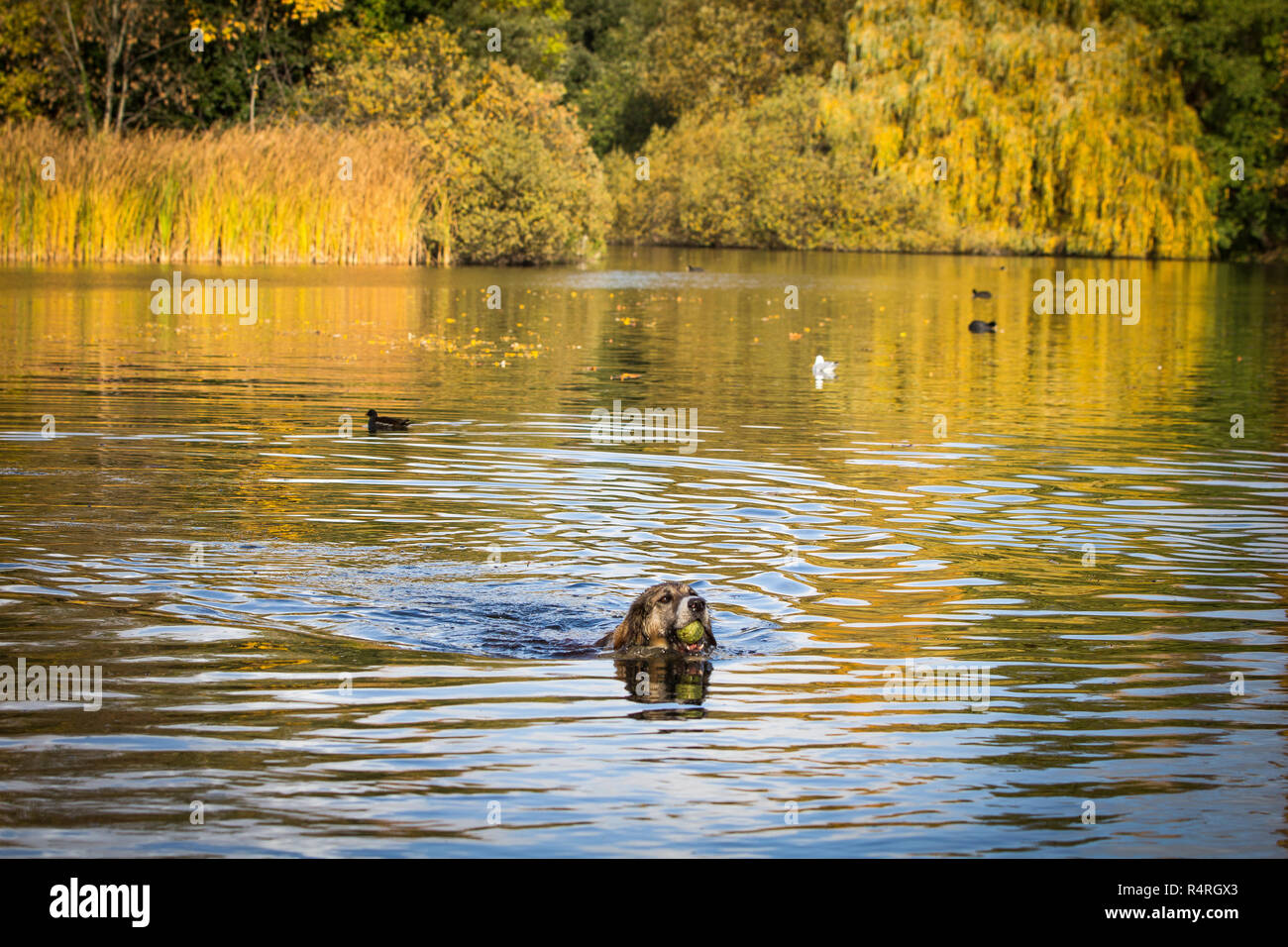 Dog playing in Water/ Autumn Leaves Stock Photo