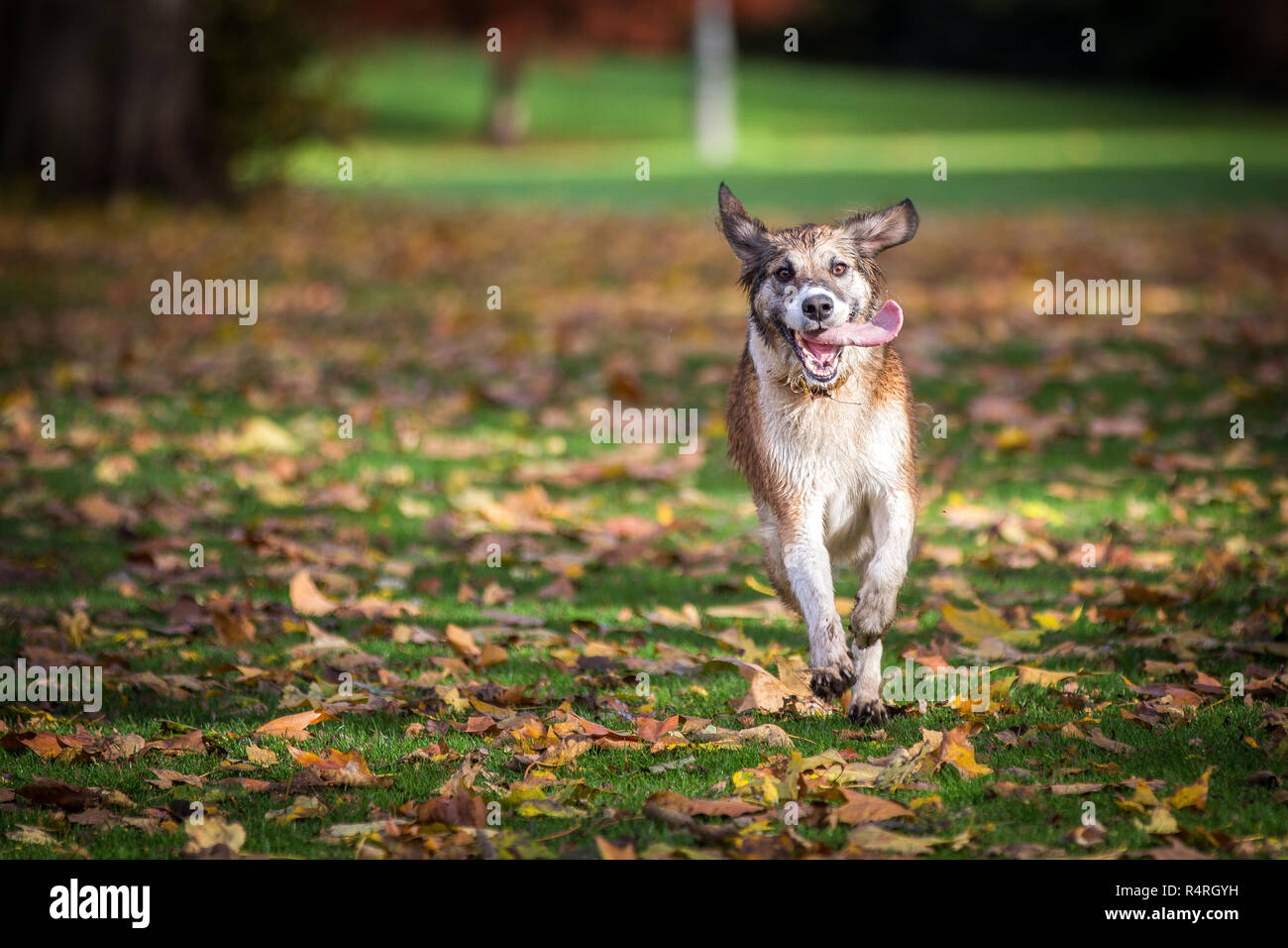 Dog playing in Water/ Autumn Leaves Stock Photo