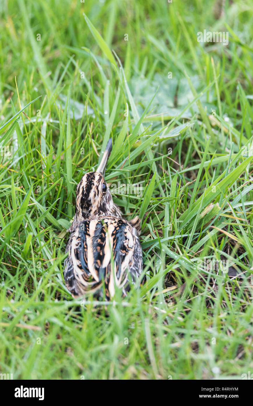 A Jack Snipe (Lymnocryptes minimus) in grass,  This bird was caught by a ringer and shown to us. It flew off back to the meadow shortly after. Stock Photo