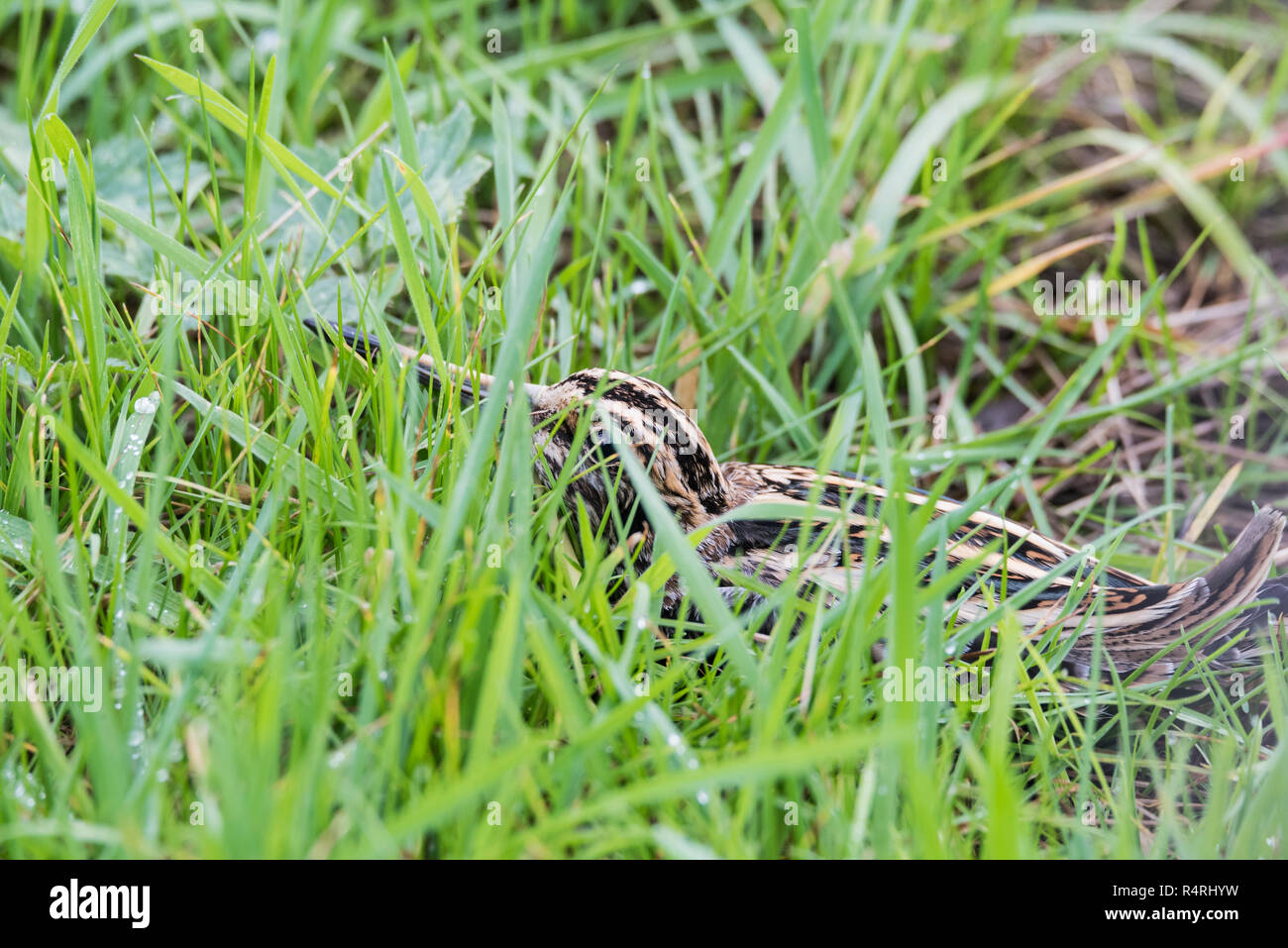 A Jack Snipe (Lymnocryptes minimus) in grass,  This bird was caught by a ringer and shown to us. It flew off back to the meadow shortly after. Stock Photo