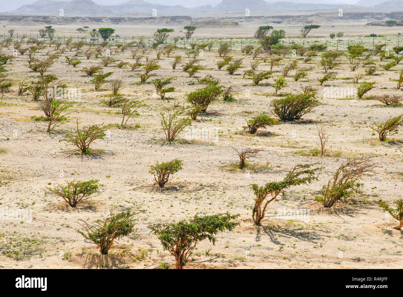 Frankincense tree (boswellia sacra) plantation in  Wadi Dawkah, Salalah, Dhofar region, Oman. Stock Photo