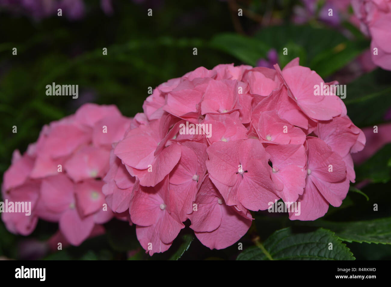 pink garden hydrangeas Stock Photo - Alamy