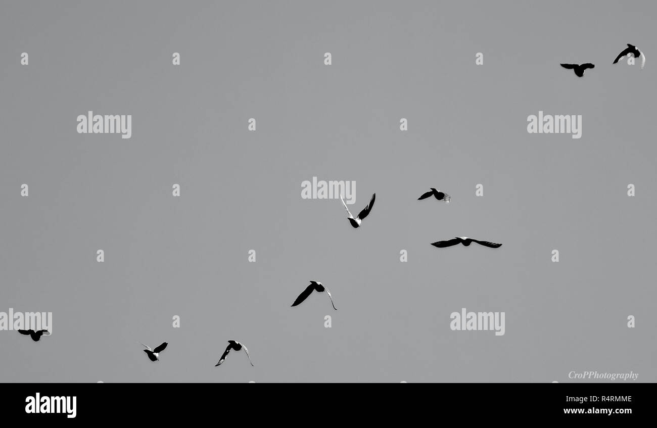 Black and White picture of pigeons in flight Stock Photo