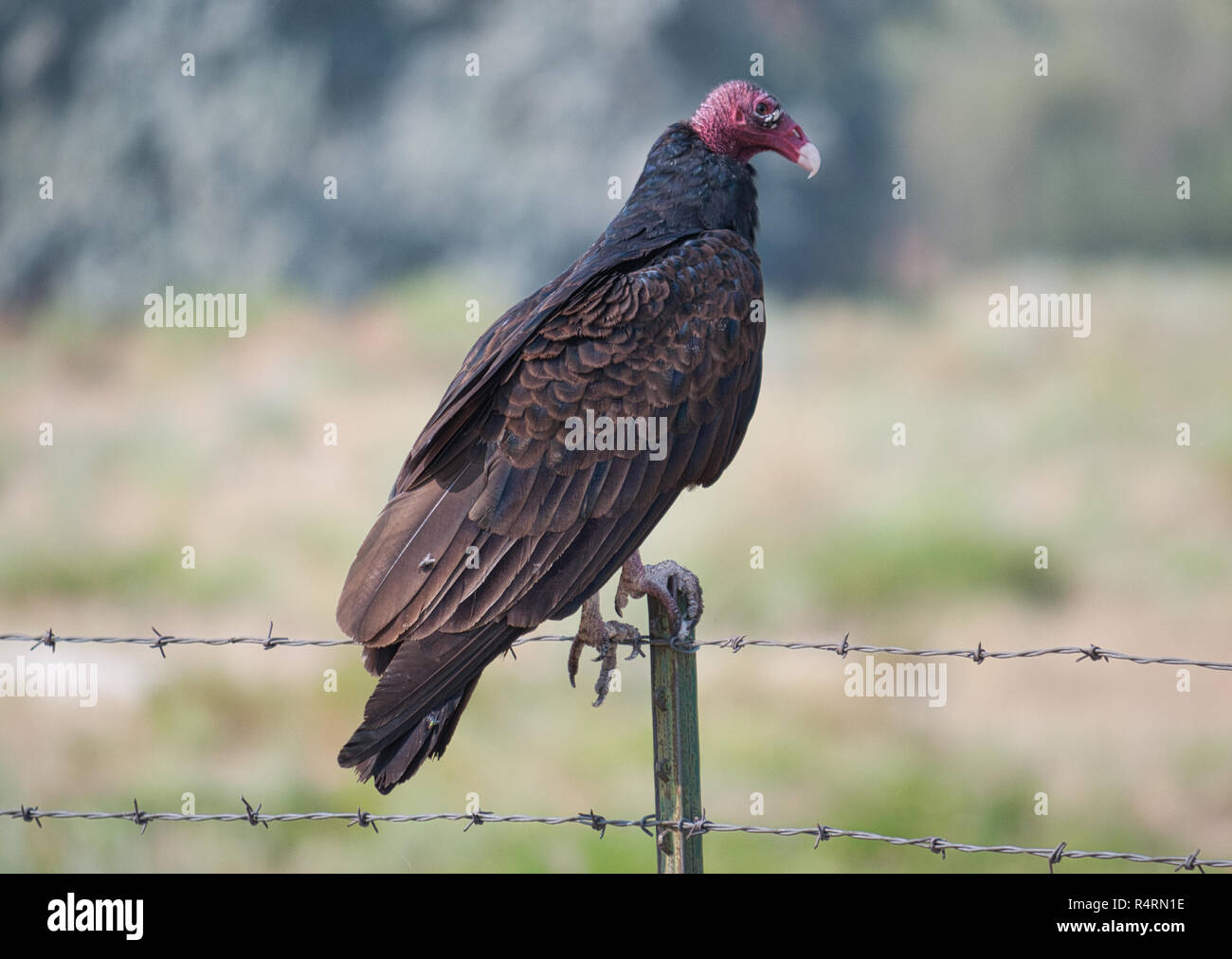 Turkey buzzard hires stock photography and images Alamy