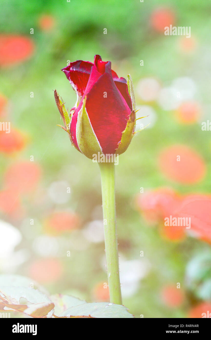 rose flower plant nature background / bud of red rose flower not