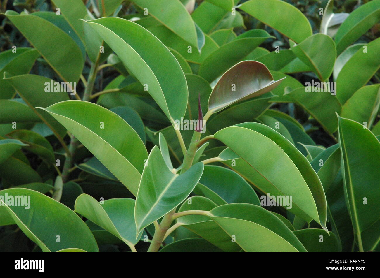 green leaves from the rubber tree in spain,costa blanca Stock Photo