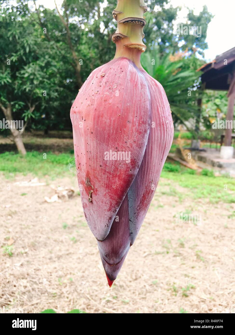 Red banana flower stem on tree Stock Photo Alamy