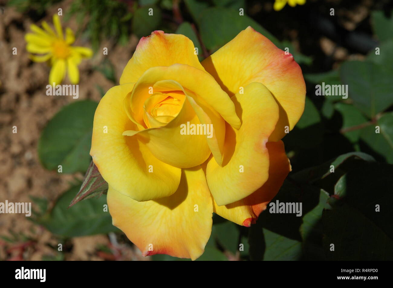 rose petals in spain Stock Photo Alamy