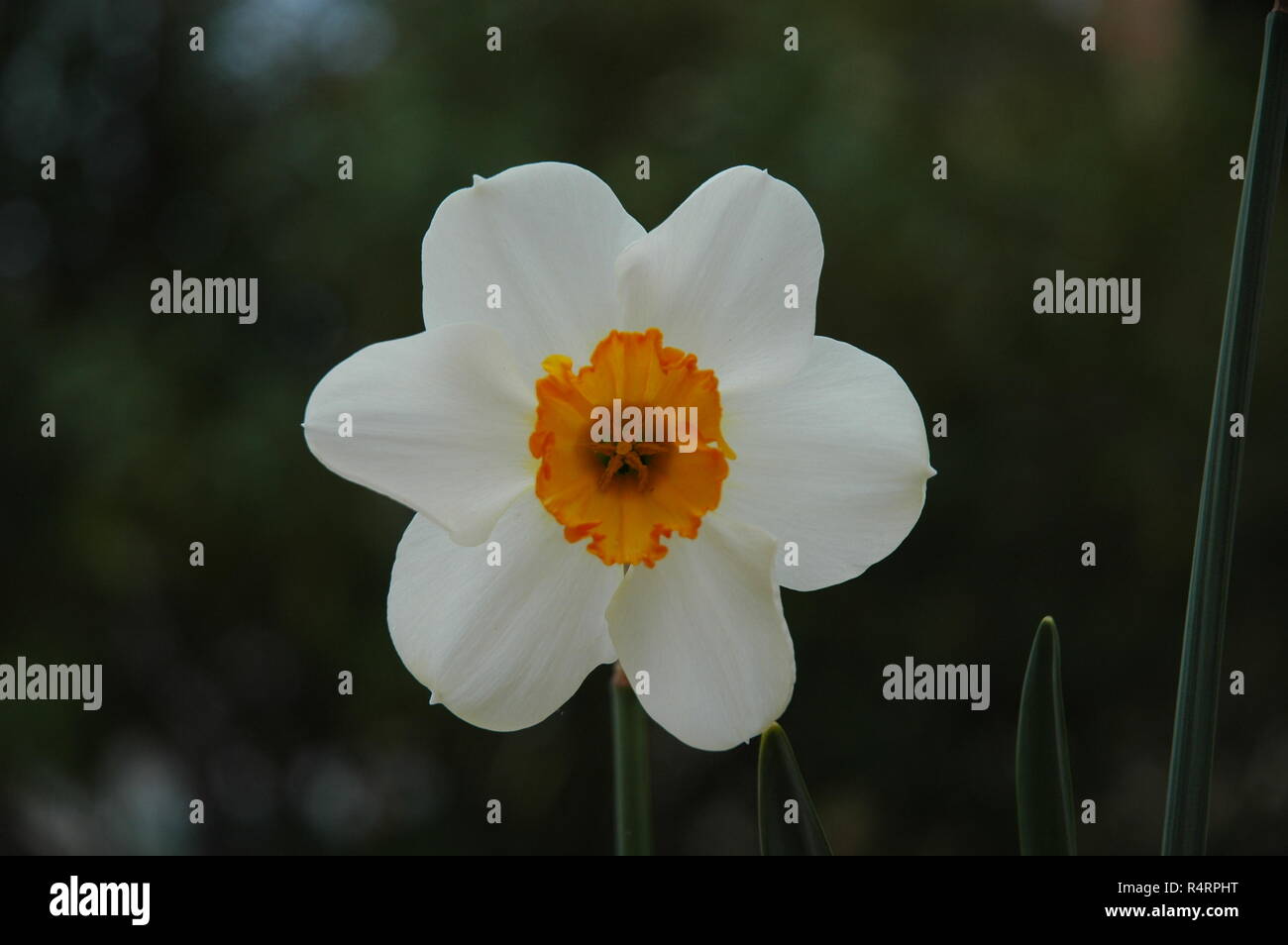 easter bell in spain Stock Photo Alamy