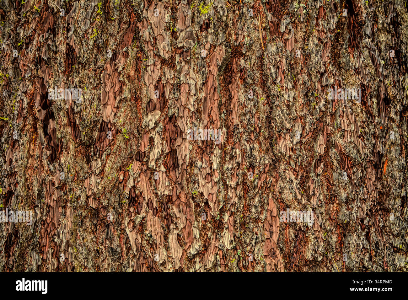 Closeup on the bark of the Ponderosa Pine- Pinus ponderosa - texture or ...