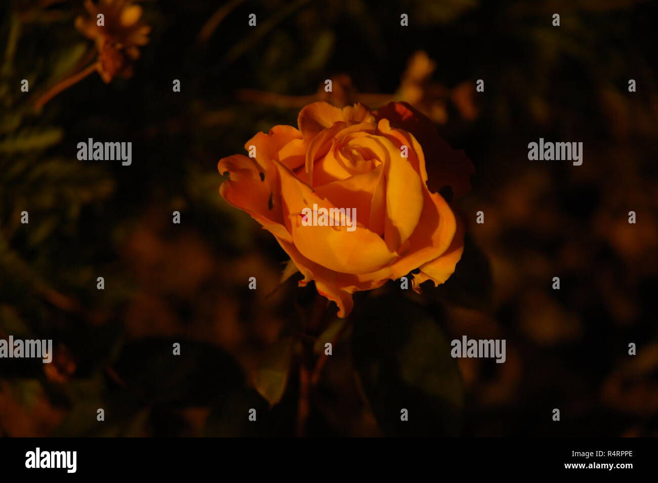 rose petals in spain Stock Photo Alamy