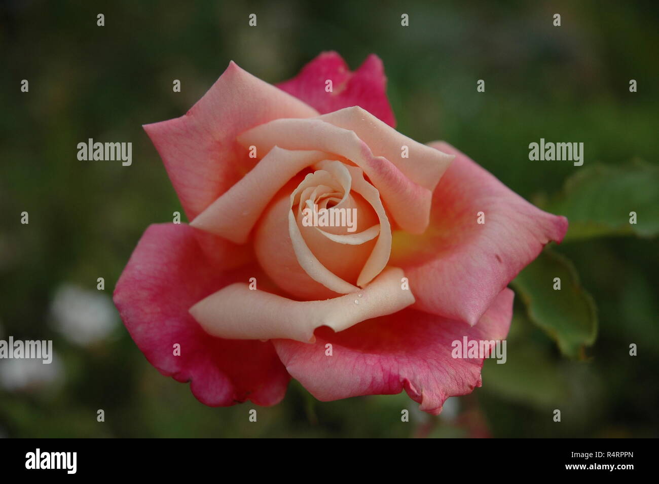 rose petals in spain Stock Photo Alamy