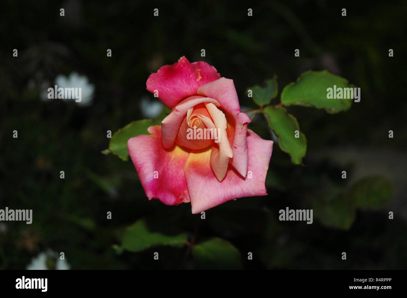 rose petals in spain Stock Photo Alamy