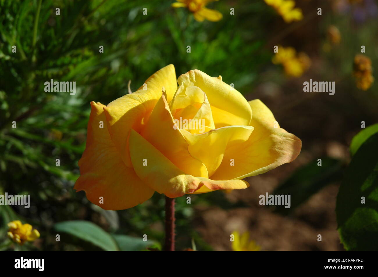 rose petals in spain Stock Photo Alamy