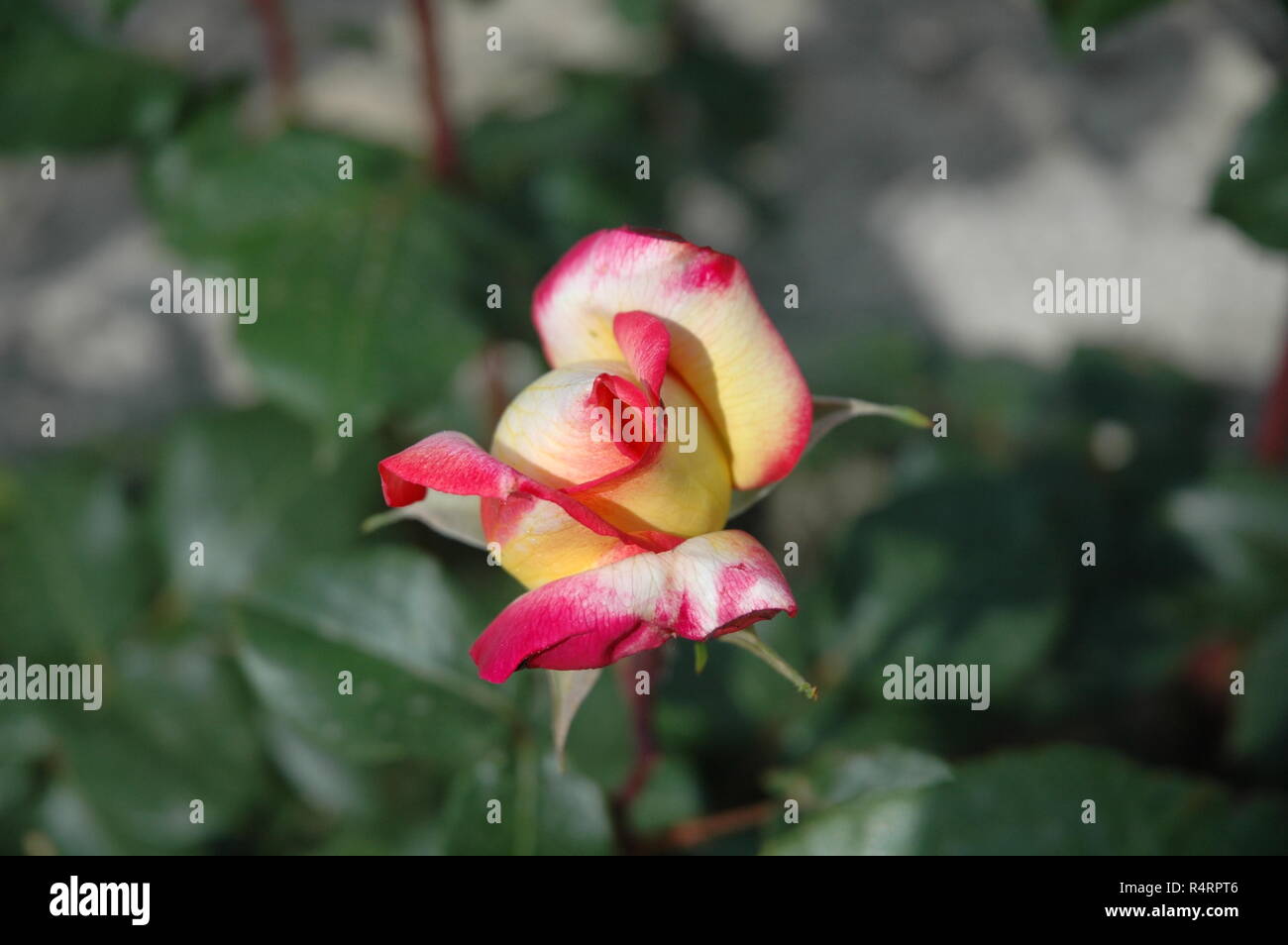 rose petals in spain Stock Photo Alamy