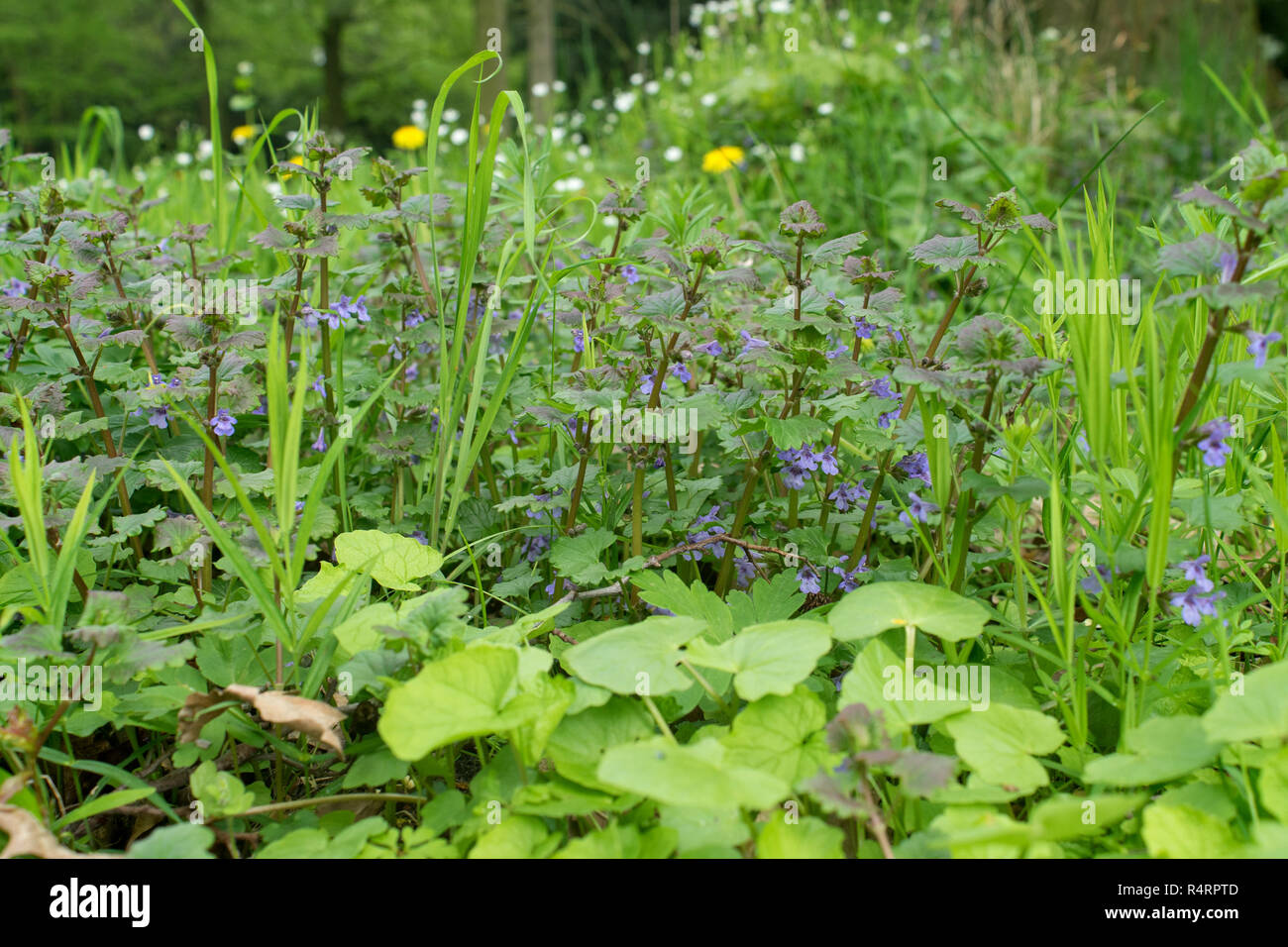 Meadow with blue flowering ground ivy Stock Photo Alamy