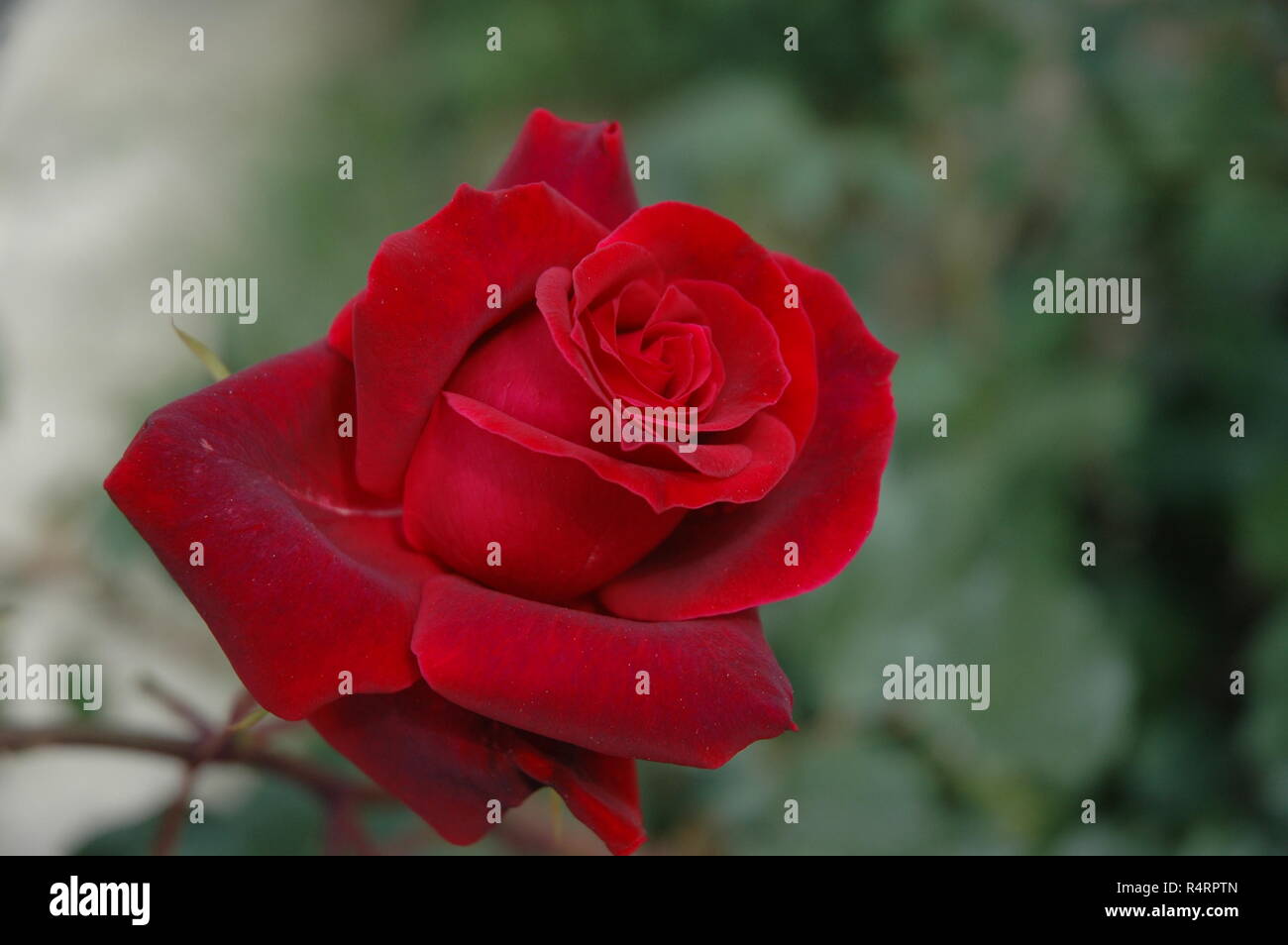 rose petals in spain Stock Photo Alamy