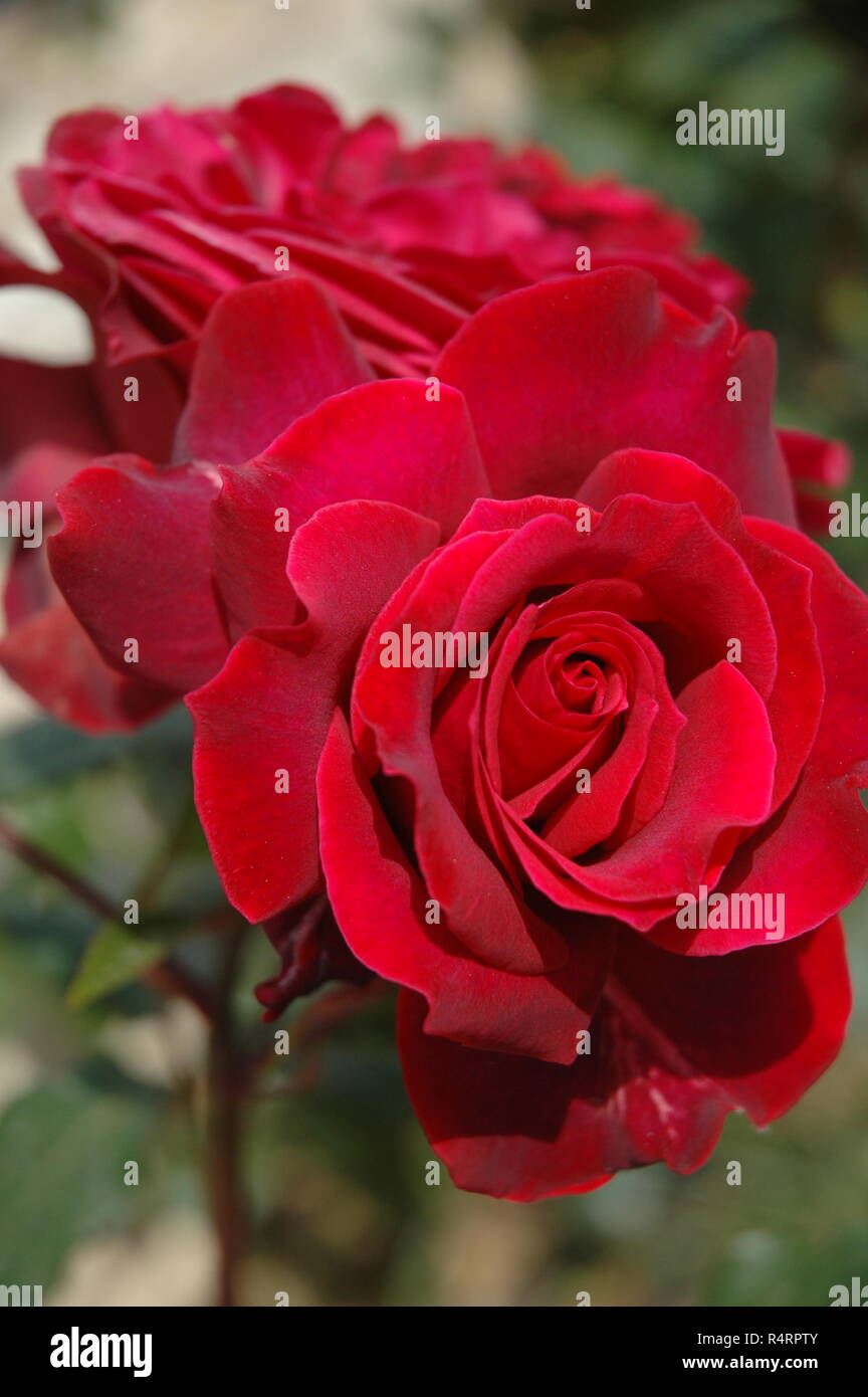 rose petals in spain Stock Photo Alamy