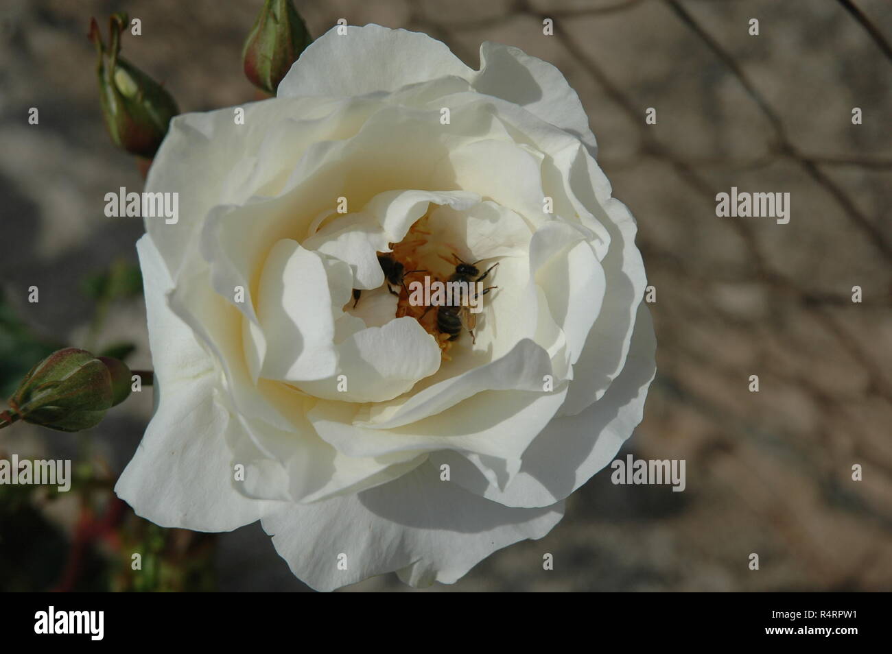 rose petals in spain Stock Photo Alamy