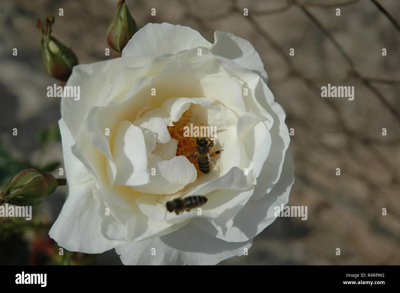 rose petals in spain Stock Photo Alamy