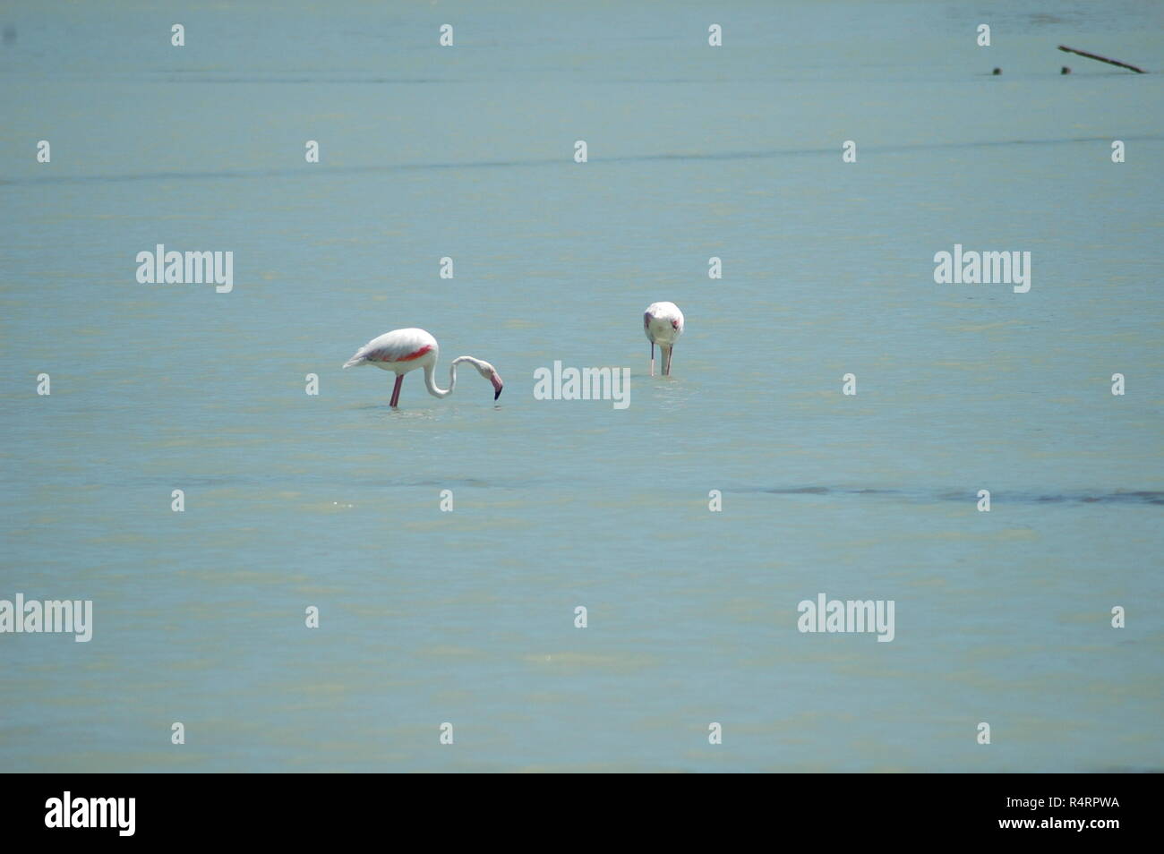 flamingos in spain Stock Photo