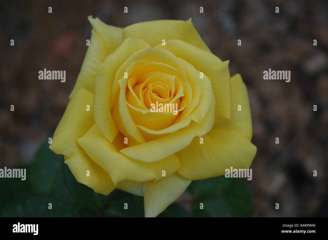 rose petals in spain Stock Photo Alamy