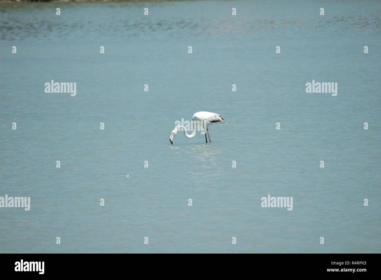 flamingos in spain Stock Photo